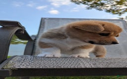 Welsh Corgi Pembroke dogs for sale: Redwhitefemale - Image 9