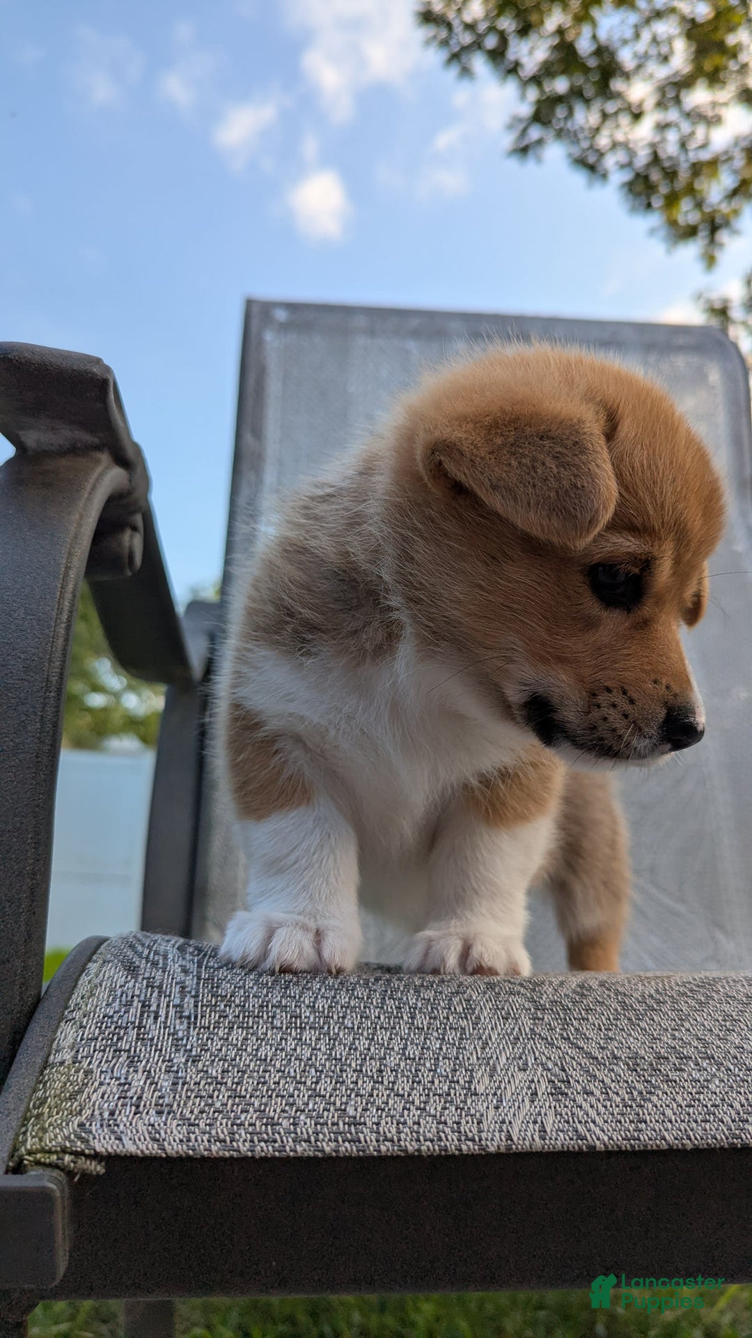 Welsh Corgi Pembroke dogs for sale: Redwhitefemale - Image 9