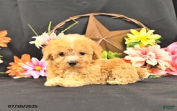 Miniature Poodle dogs for sale: Chase Extra Small - Image 2