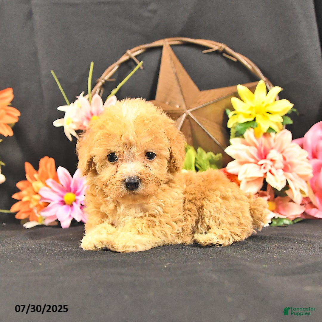 Miniature Poodle dogs for sale: Chase Extra Small - Image 2