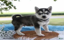 Alaskan Klee Kai dogs for sale: Jack - Image 1