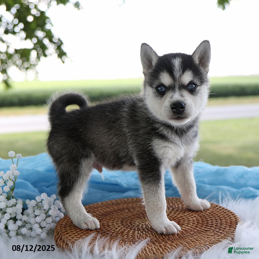 Alaskan Klee Kai dogs for sale: Jack - Image 1