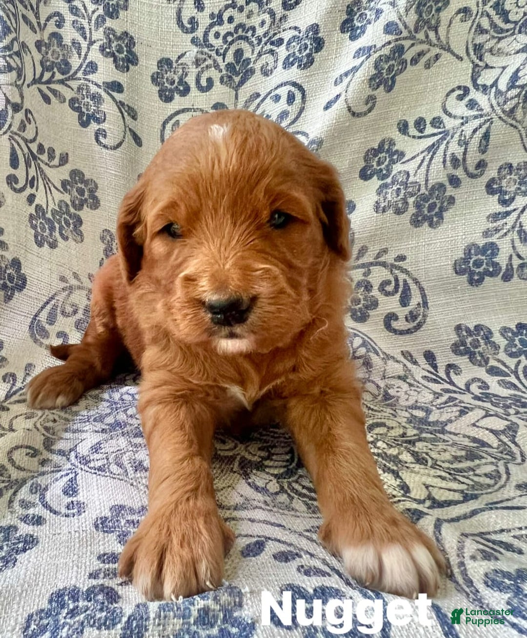 Goldendoodle dogs for sale: Nugget - Image 1