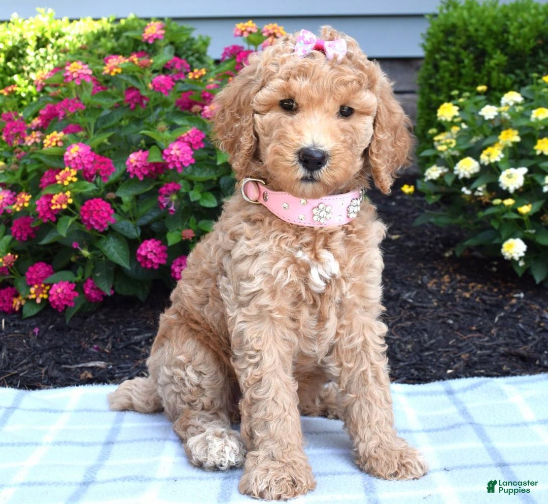 Standard Poodle dogs for sale: Dakota - Image 2