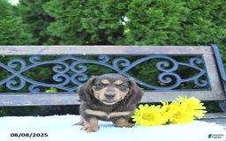 Miniature Dachshund dogs for sale: Oliver - Image 5