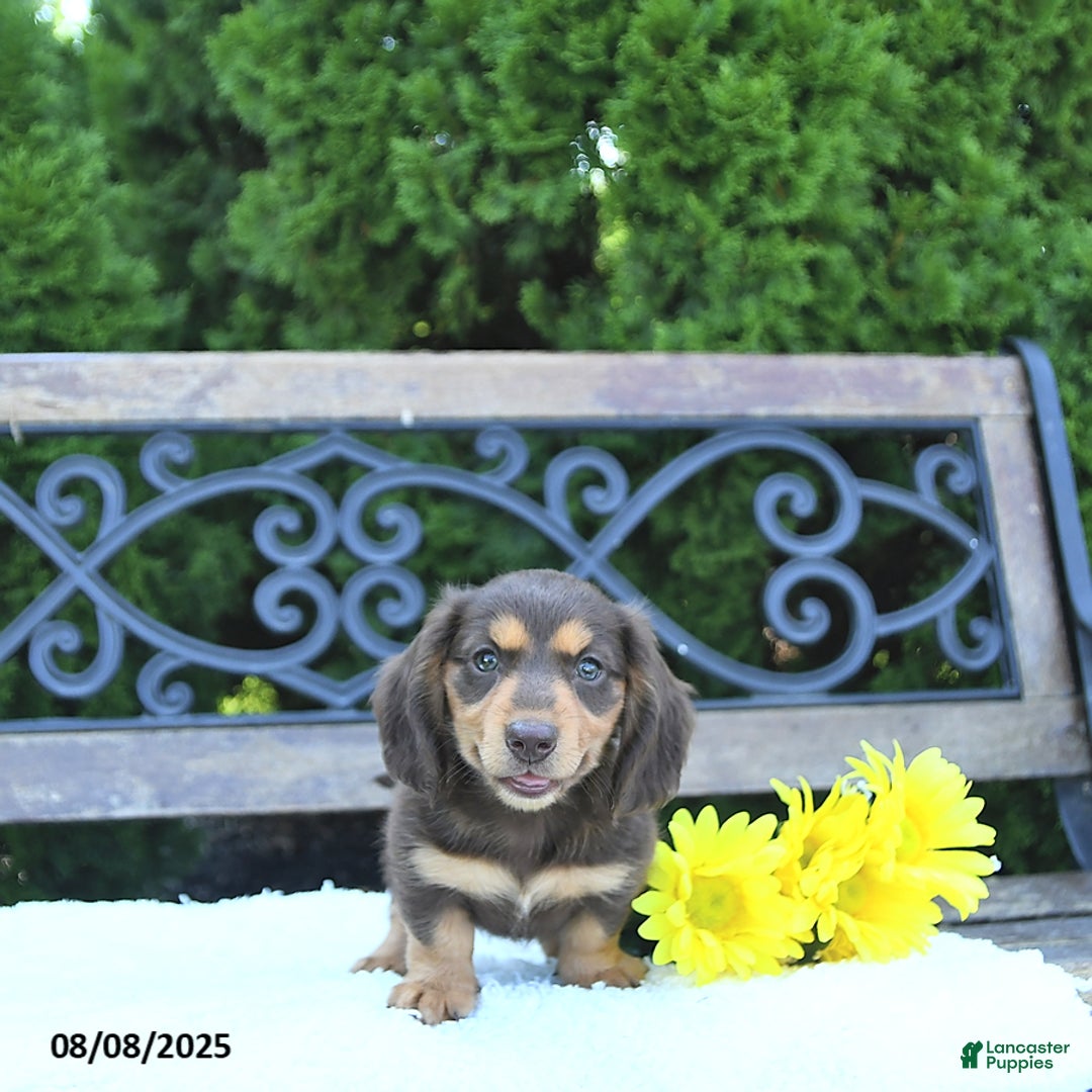 Miniature Dachshund dogs for sale: Oliver - Image 5
