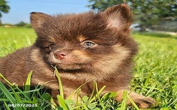 Pomeranian dogs for sale: Pomeranian 4 puppies - Image 4