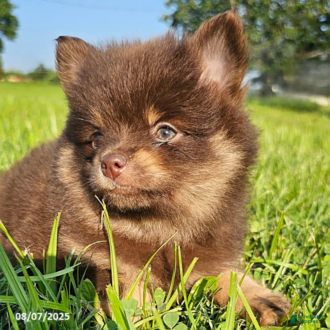 Pomeranian dogs for sale: Pomeranian 4 puppies - Image 4