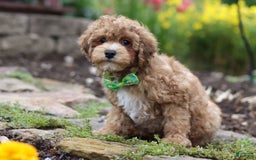 Yorkiepoo dogs for sale: Max - Image 17