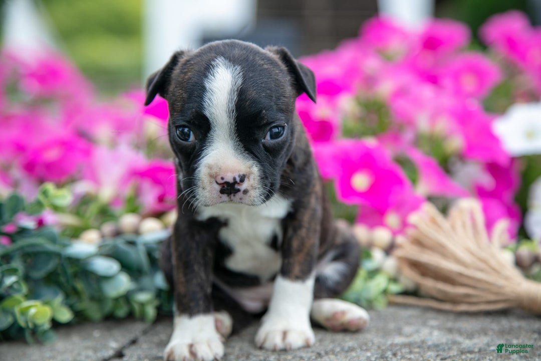 Boston Terrier dogs for sale: Margie - Image 3