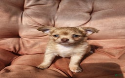 Chihuahua dogs for sale: Utz - Image 1