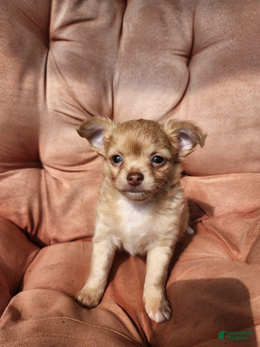 Chihuahua dogs for sale: Utz - Image 1