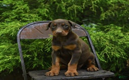 Doberman Pinscher dogs for sale: Petal - Image 15