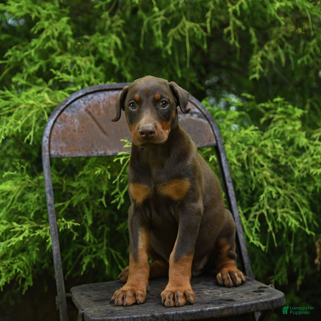 Doberman Pinscher dogs for sale: Petal - Image 15