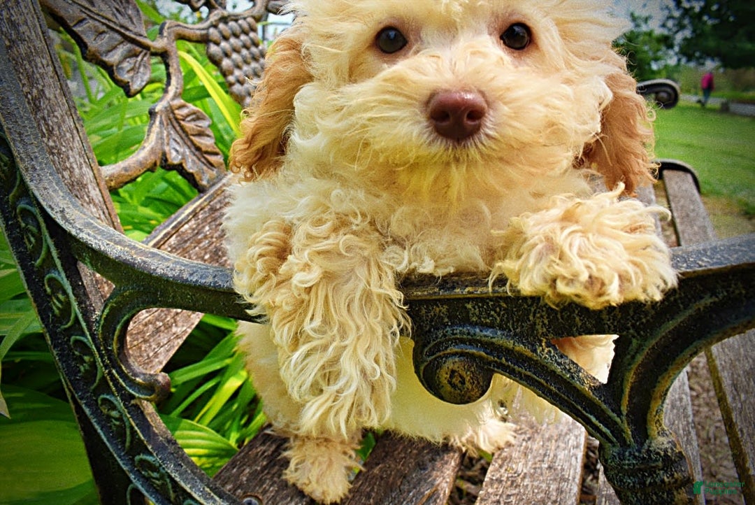 Havapoo dogs for sale: Twinkie - Image 13
