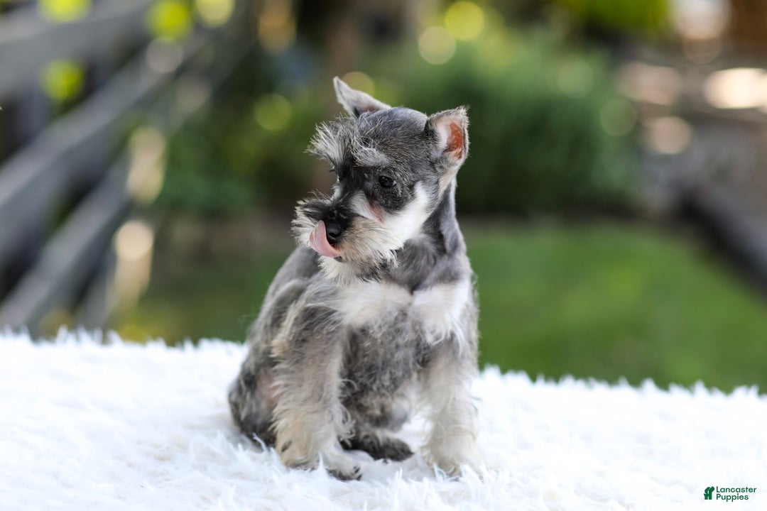 Miniature Schnauzer dogs for sale: Ace - Image 5