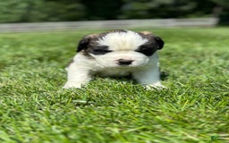 Saint Bernard dogs for sale: Bea - Image 3
