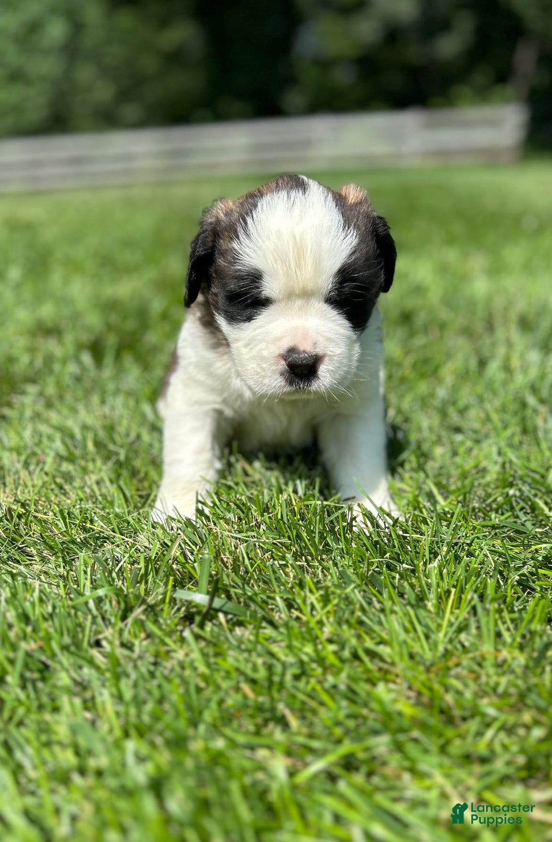 Saint Bernard dogs for sale: Bea - Image 3