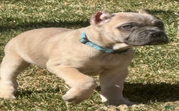 Cane Corso dogs for sale: Georgia - Image 12