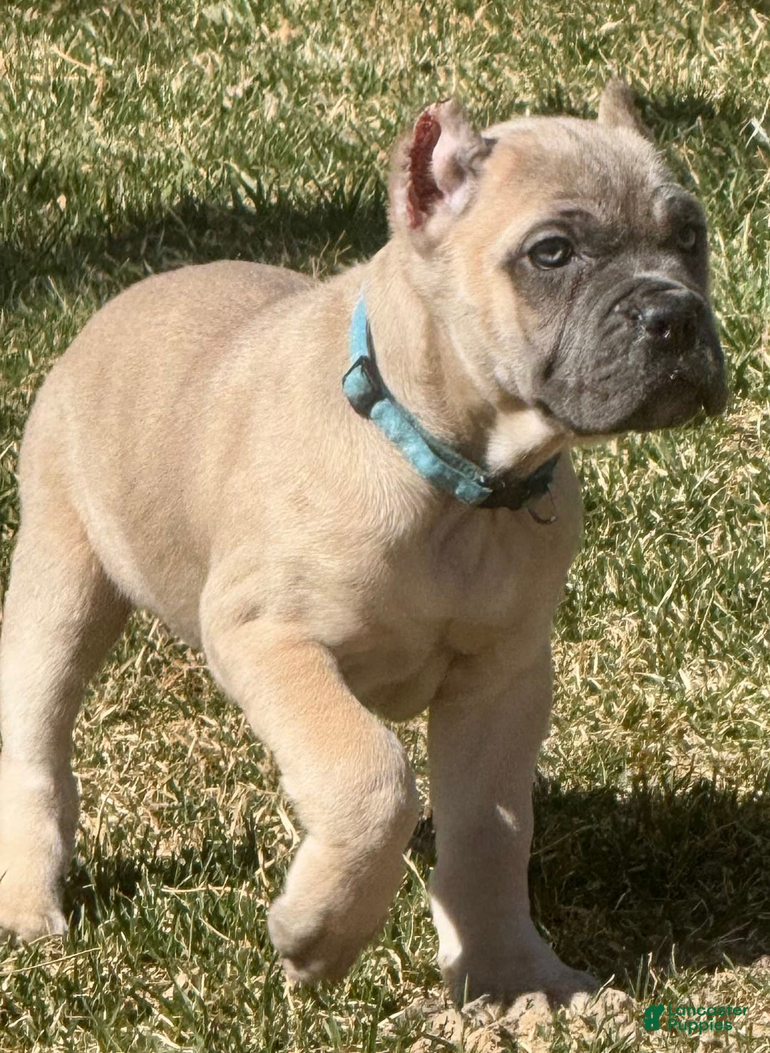 Cane Corso dogs for sale: Georgia - Image 12