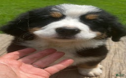 Bernese Mountain Dog dogs for sale: Yellow Girl - Image 4