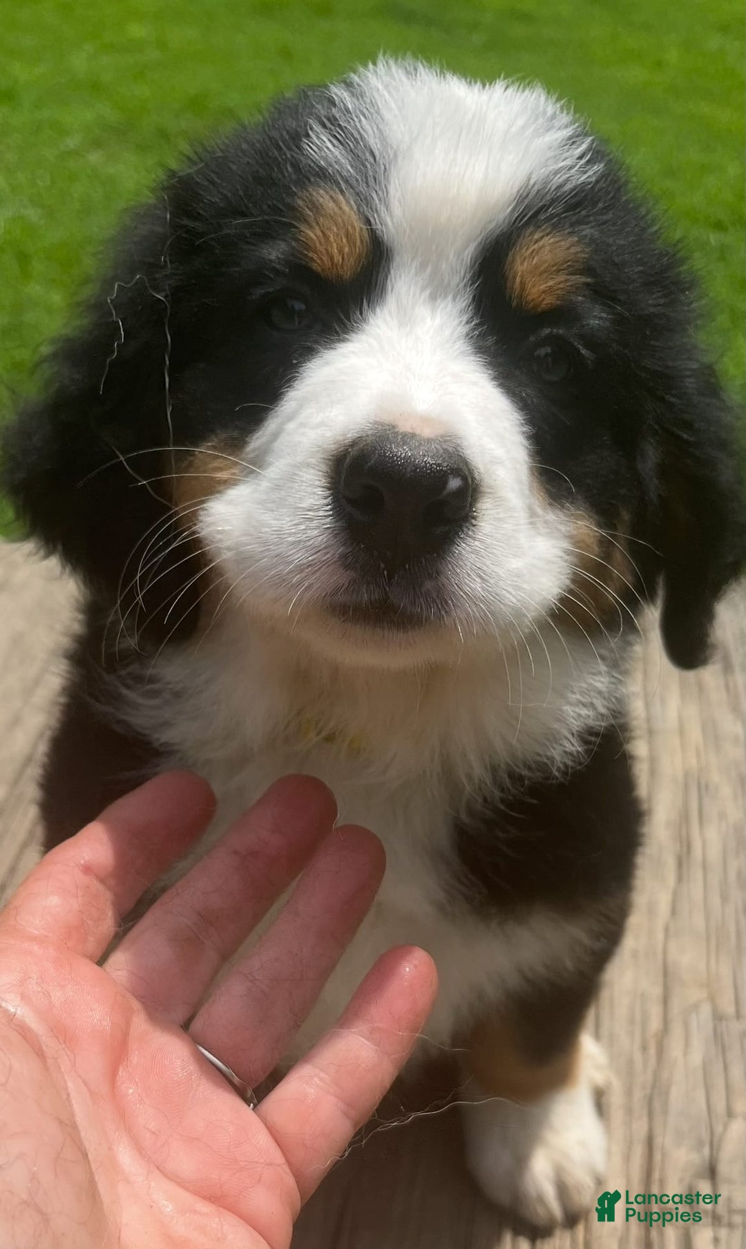 Bernese Mountain Dog dogs for sale: Yellow Girl - Image 4