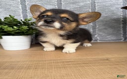 Welsh Corgi Pembroke dogs for sale: Chester - Image 9