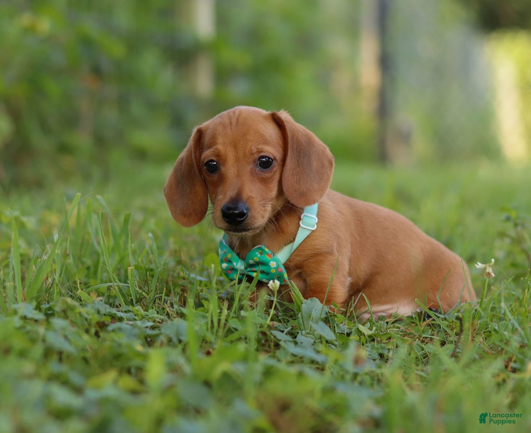 Miniature Dachshund dogs for sale: Jake - Image 5