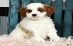 Cavapoo dogs for sale: Cavapoo 4 puppies - Image 4