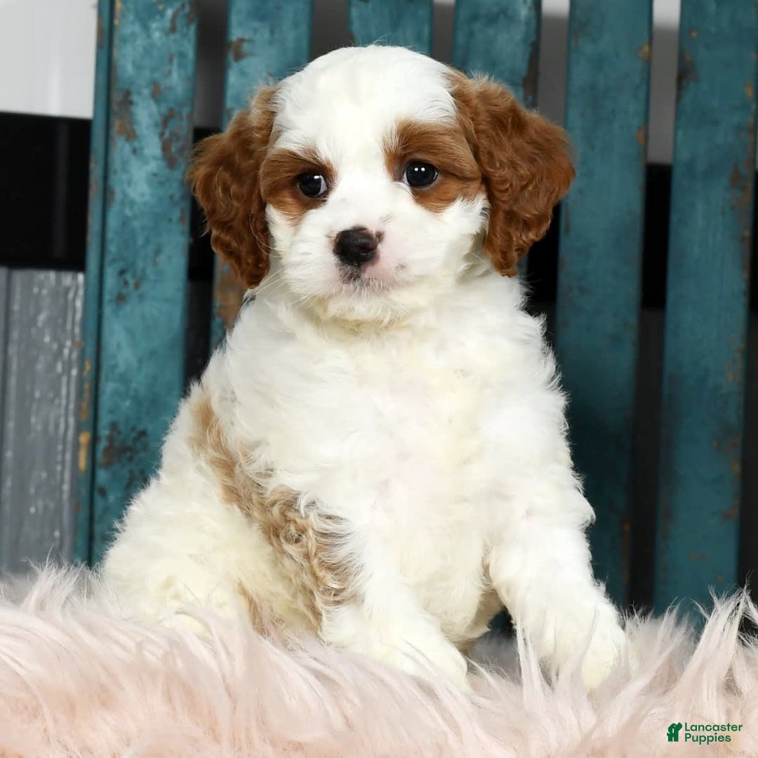 Cavapoo dogs for sale: Cavapoo 4 puppies - Image 4