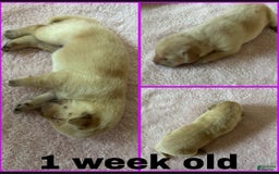 Labrador Retriever dogs for sale: Lady - Image 3