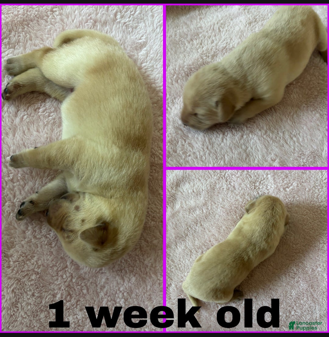 Labrador Retriever dogs for sale: Lady - Image 3