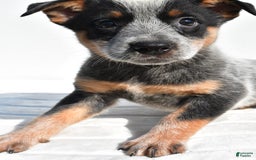 Australian Cattle Dog dogs for sale: Amber - Image 4