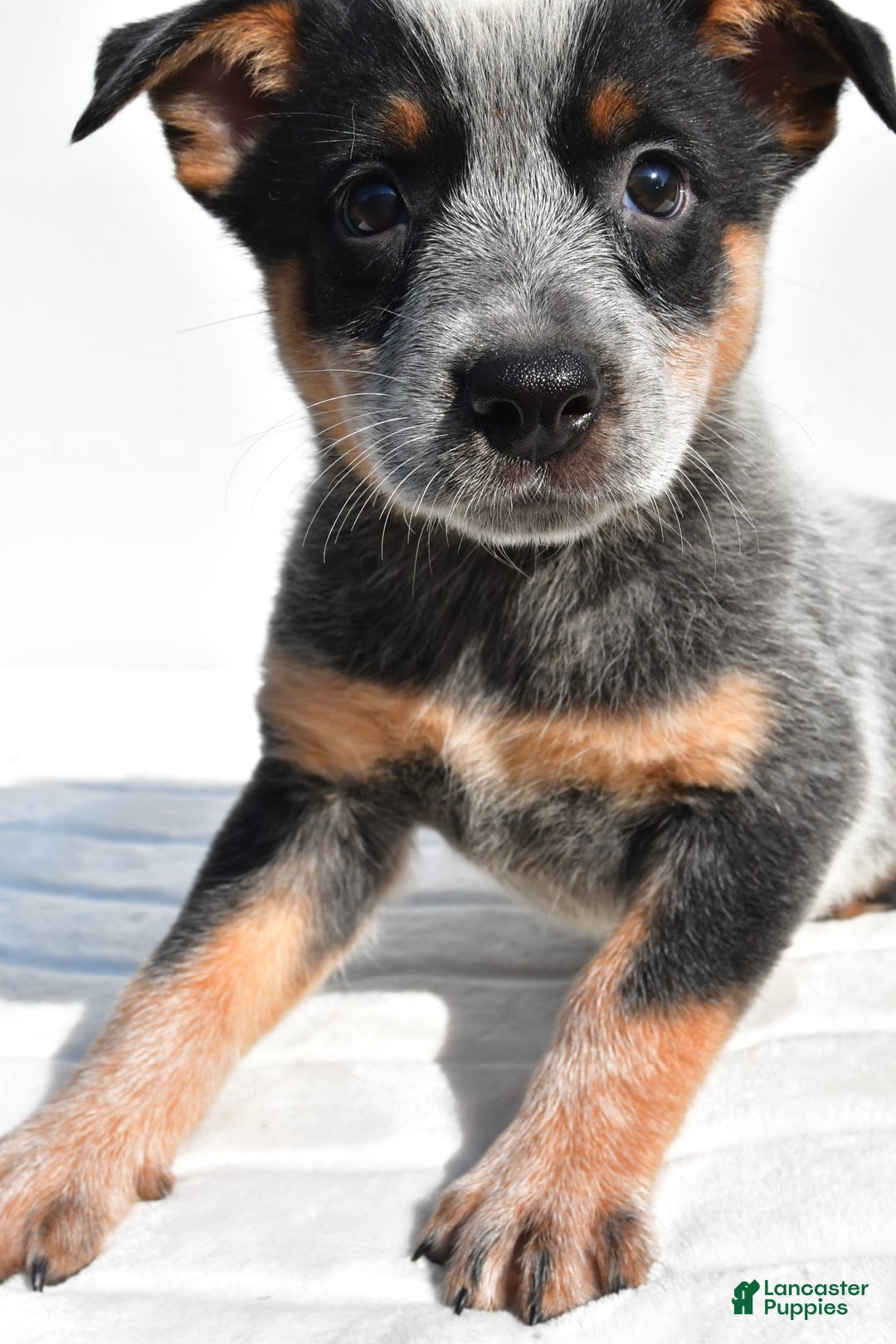 Australian Cattle Dog dogs for sale: Amber - Image 4