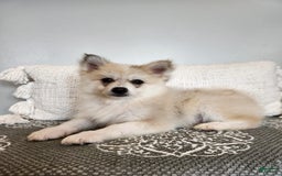 Pomsky dogs for sale: Blizzard - Image 5