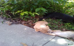 Chihuahua dogs for sale: Slim - Image 3