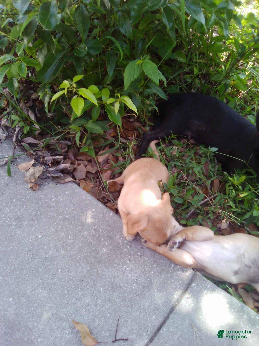Chihuahua dogs for sale: Slim - Image 3