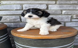 Teddy Bear dogs for sale: Evan - Image 18