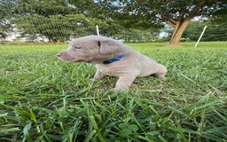 Labrador Retriever dogs for sale: Tubs - Image 2
