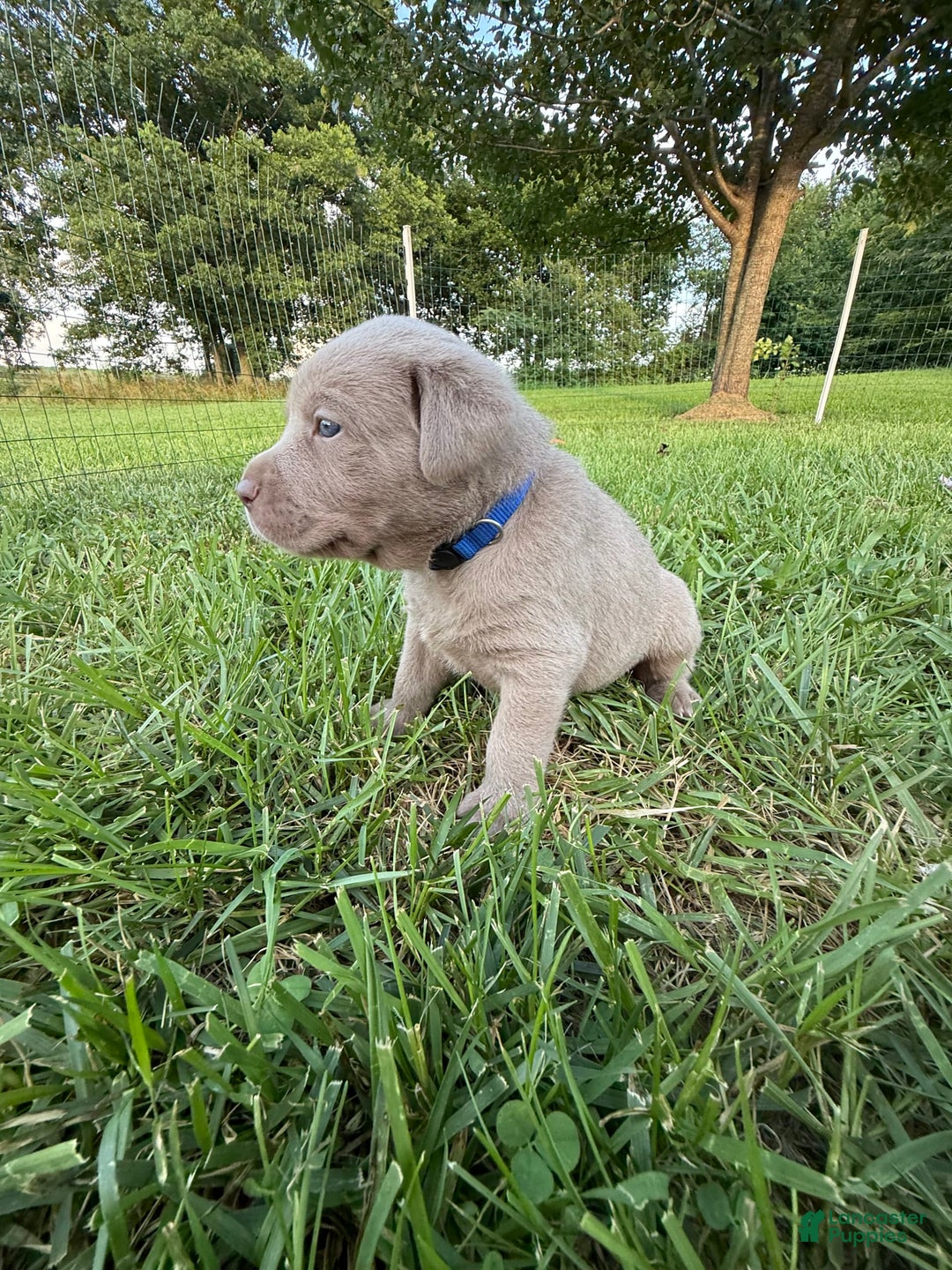 Labrador Retriever dogs for sale: Tubs - Image 2