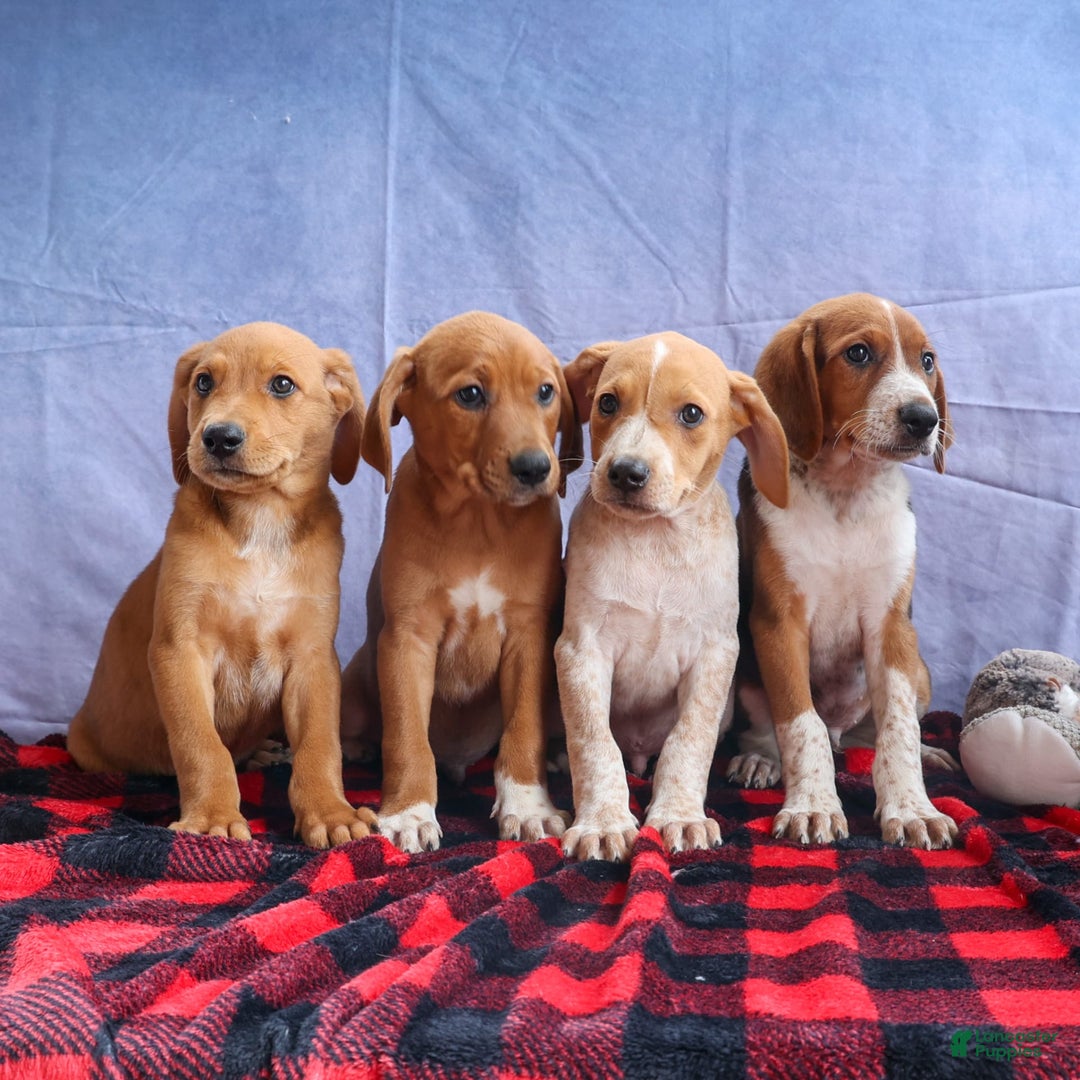 Beagle dogs for sale: Chief - Image 2