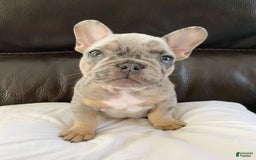 French Bulldog dogs for sale: Rony - Image 4