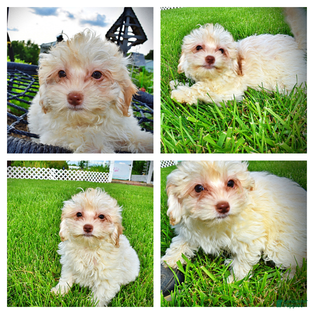 Havapoo dogs for sale: Vanilla - Image 20