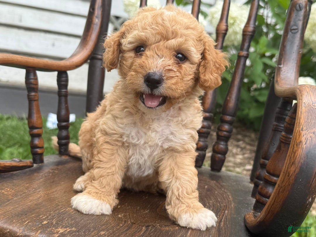 Goldendoodle dogs for sale: Butterscotch - Image 3