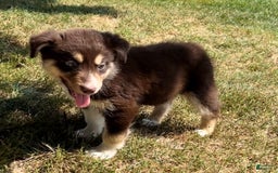 Alaskan Malamute dogs for sale: Talli - Image 3