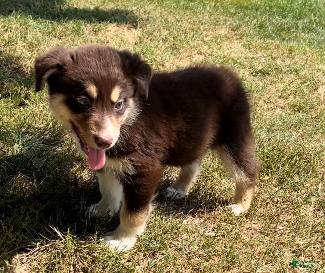 Alaskan Malamute dogs for sale: Talli - Image 3