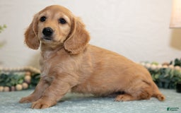 Miniature Dachshund dogs for sale: Jade - Image 3