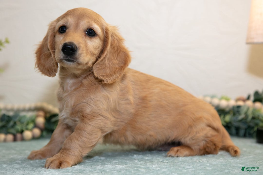 Miniature Dachshund dogs for sale: Jade - Image 3