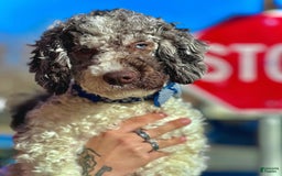 Goldendoodle dogs for sale: Multigenerational Mini Goldendoodles - Image 17