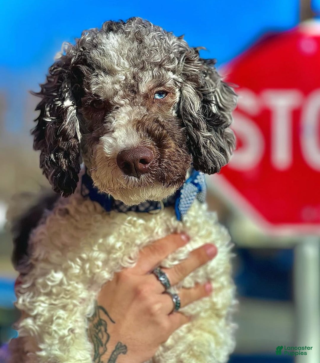 Goldendoodle dogs for sale: Multigenerational Mini Goldendoodles - Image 17